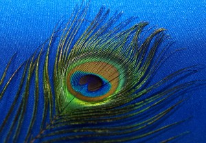Natures Eyes Peacock  Feather